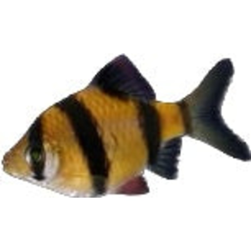 Sunburst Orange Barb