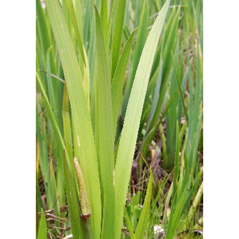 Sweet Flag  Acorus calamus (Pre-Order)