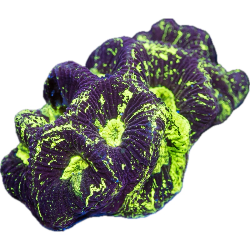 Toxic Splatter Goniastrea