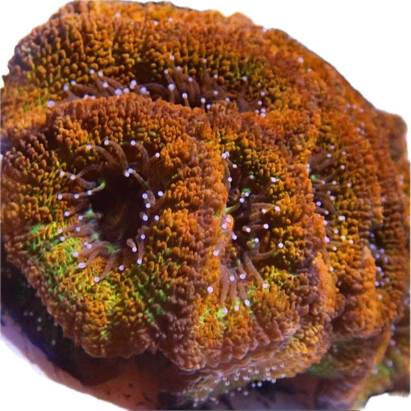 Tricolour acan lord Frag