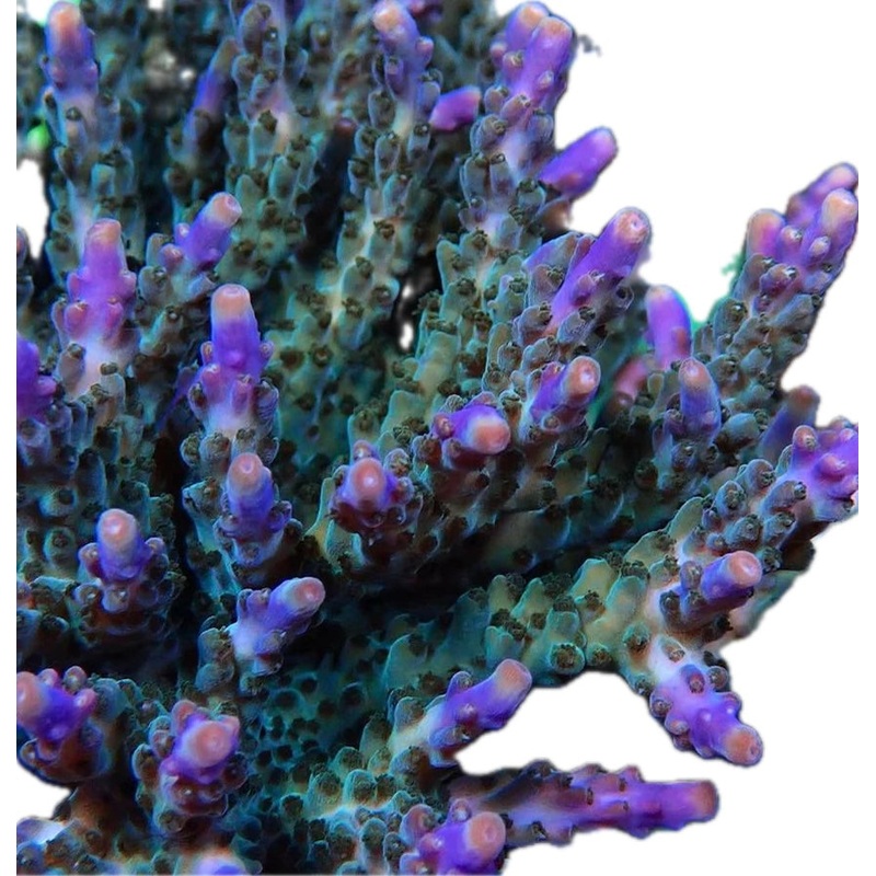 Tricolour valida
