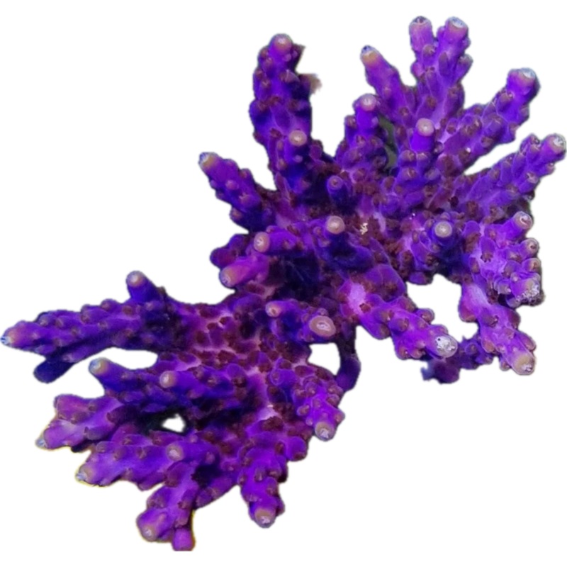 Two toned purple valida