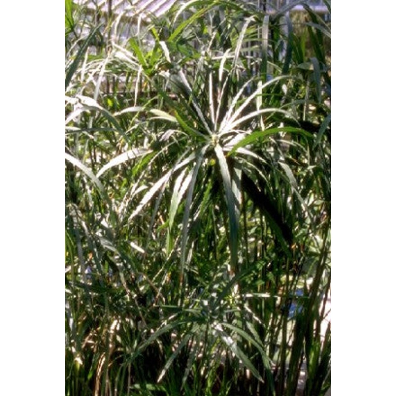 Umbrella Palm  Cyperus alternifolius (Pre-Order)