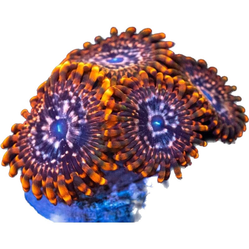 Utter Chaos Zoa Frag
