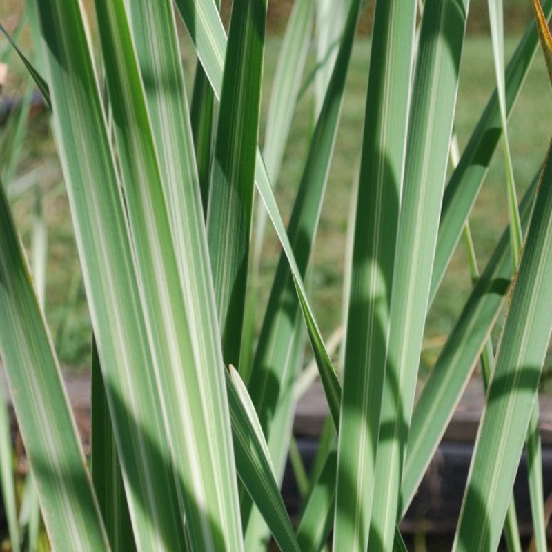 Variegated Cattail  Typha latifolia variegata (Pre-Order)