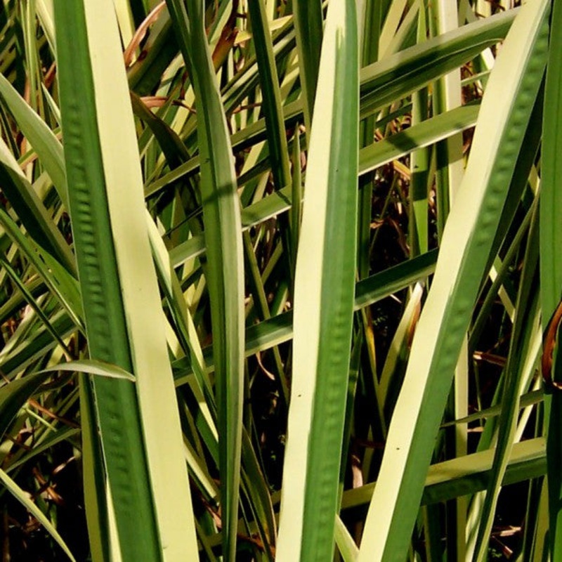 Variegated Sweet Flag  Acorus calamus variegatus (Pre-Order)