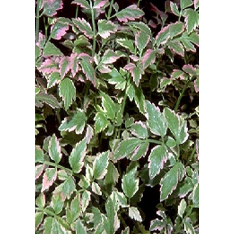 Variegated Water Celery  Oenanthe javanica Flamingo (Pre-Order)