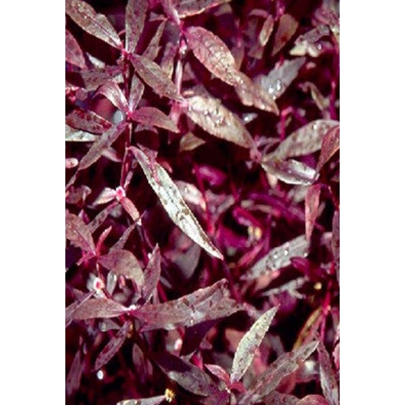 Water Amaranth  Alternanthera reiniekii (Pre-Order)