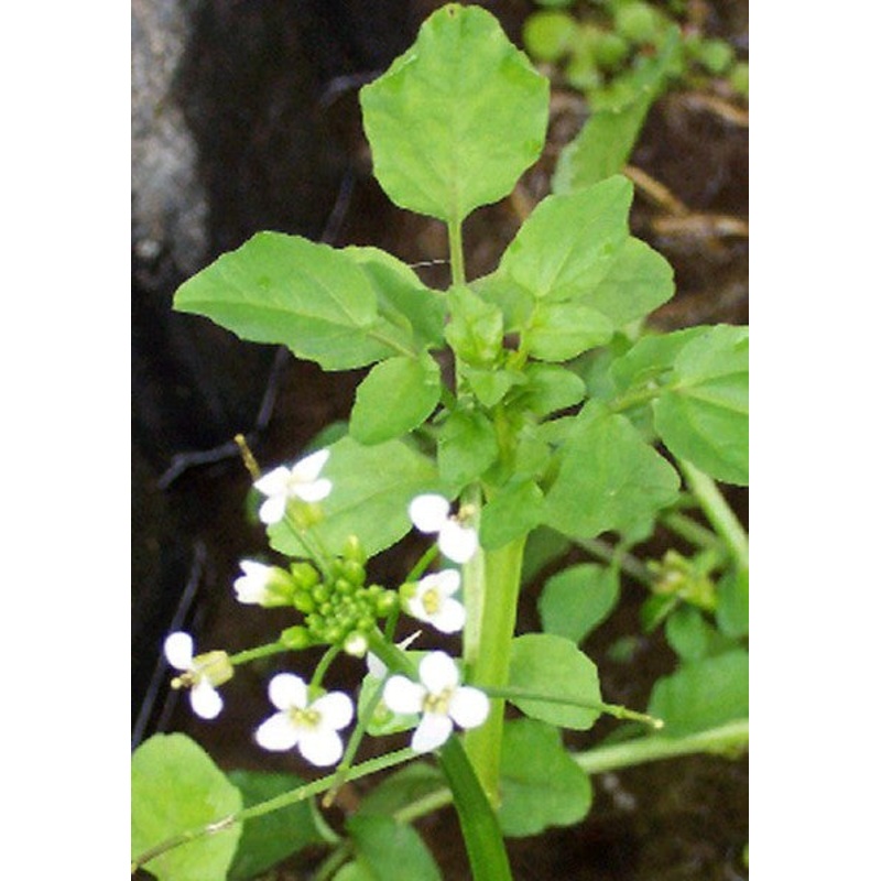 Water Cress  Radicula nasturtium aquaticum (Pre-Order)