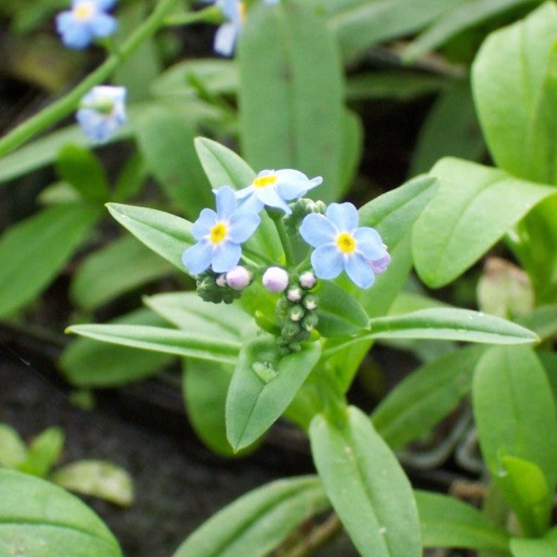 Water Forget-Me-Not  Myosotis scorpioides (Pre-Order)