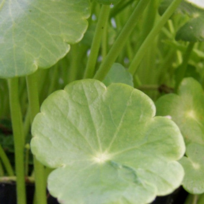 Water Pennywort  Hydrocotyle vulgaris (Pre-Order)