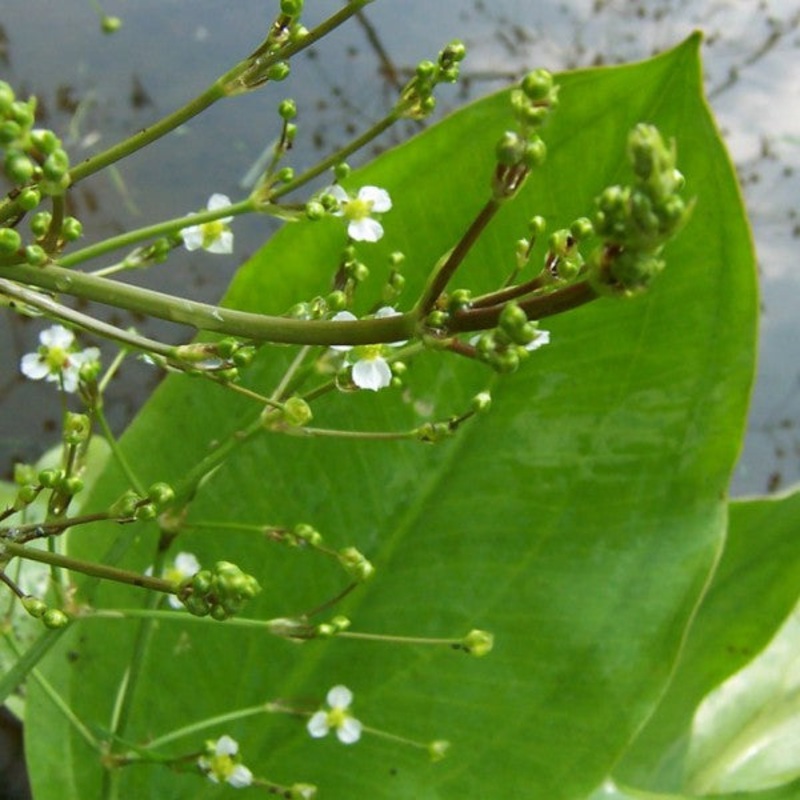 Water Plantain  Alisma plantago aquatica (Pre-Order)