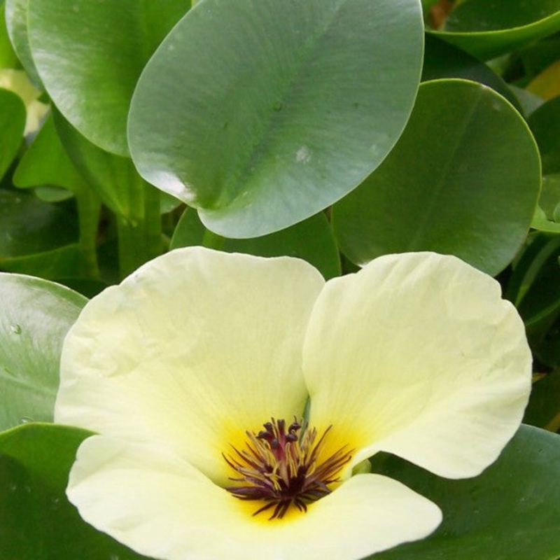 Water Poppy  Hydrocleys nymphoides (Pre-Order) Bare root only