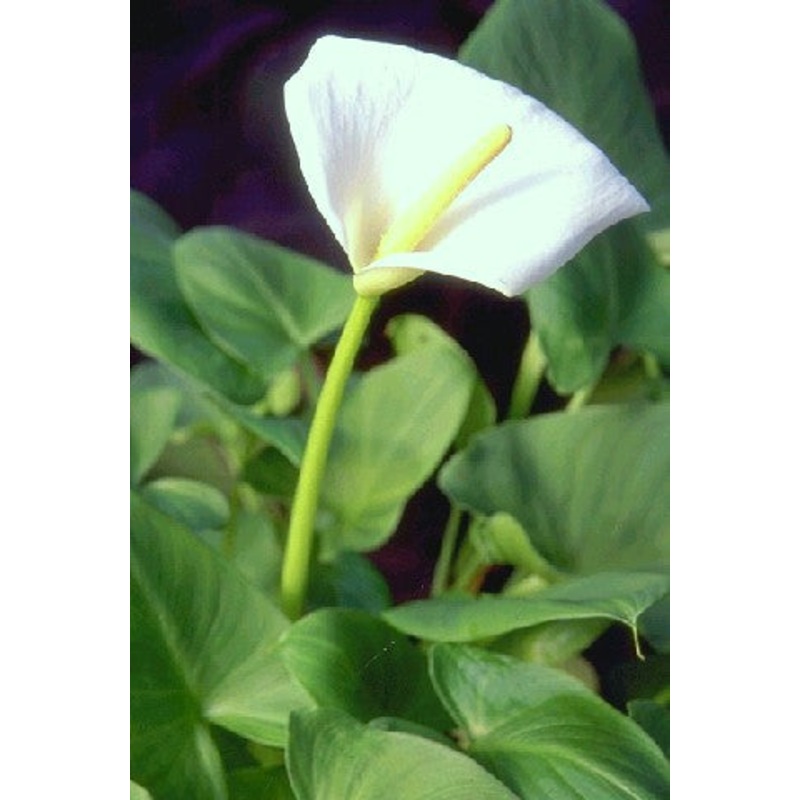 White Arum Lily  Zantedeschia spp (Pre-Order)