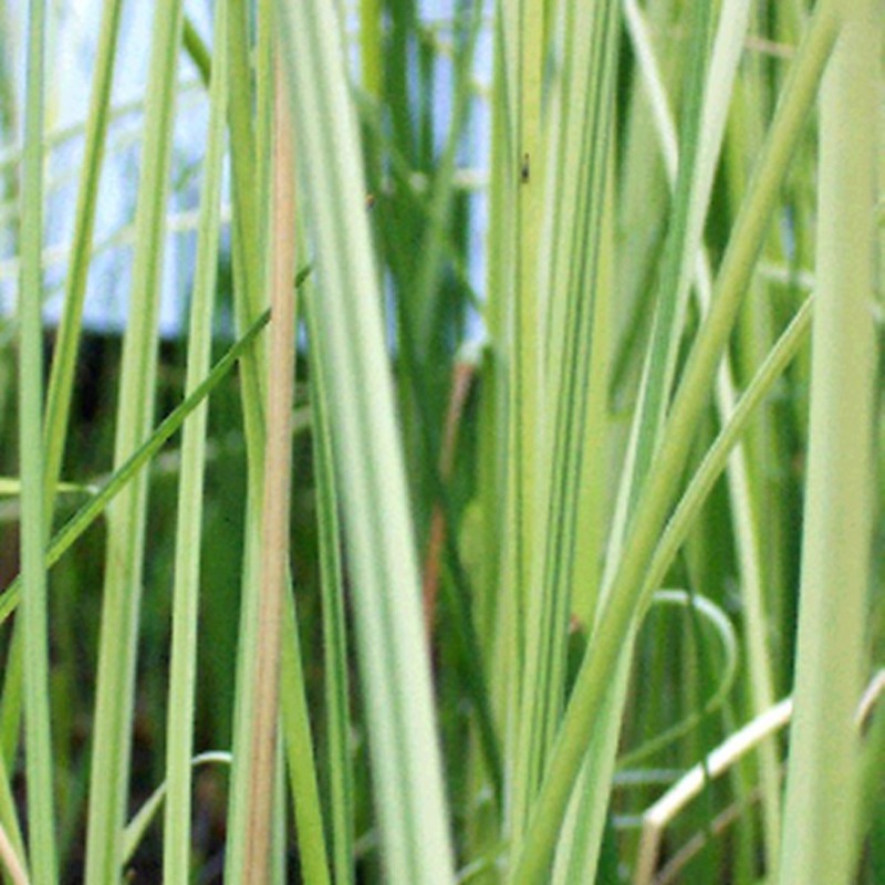 White Rush  Scirpus albescens (Pre-Order)
