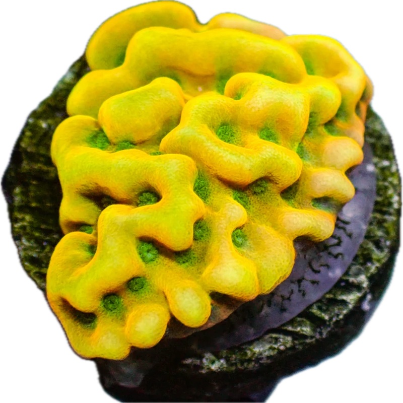 WWC Kung Pow Montipora Frag