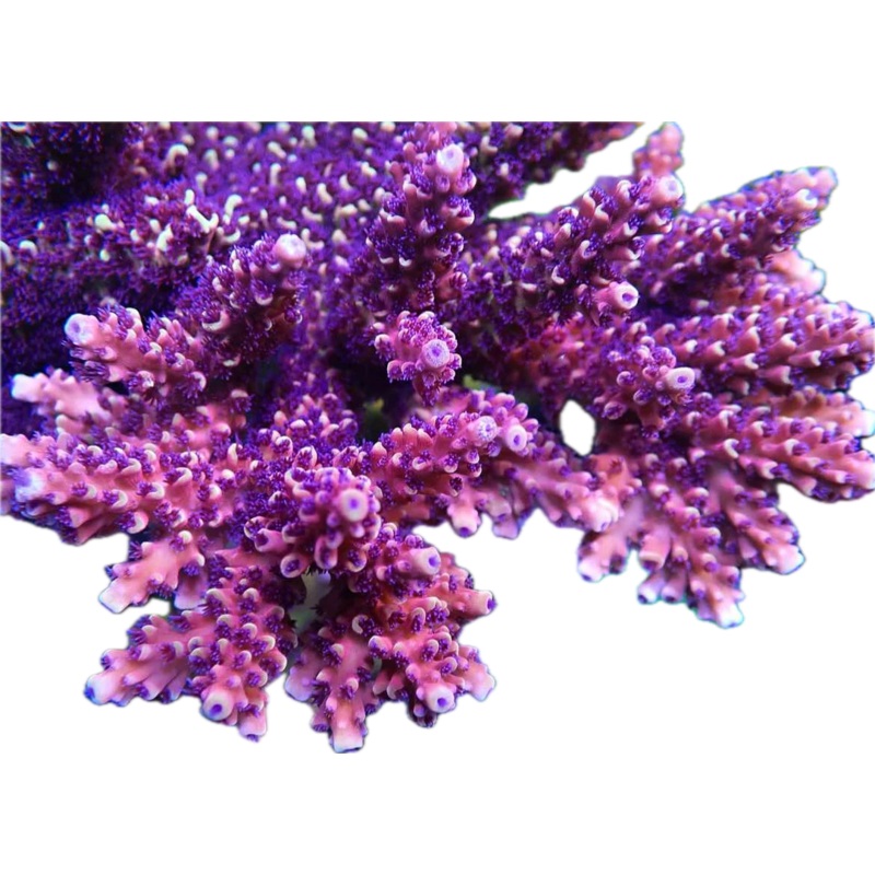 WWC Terra Red