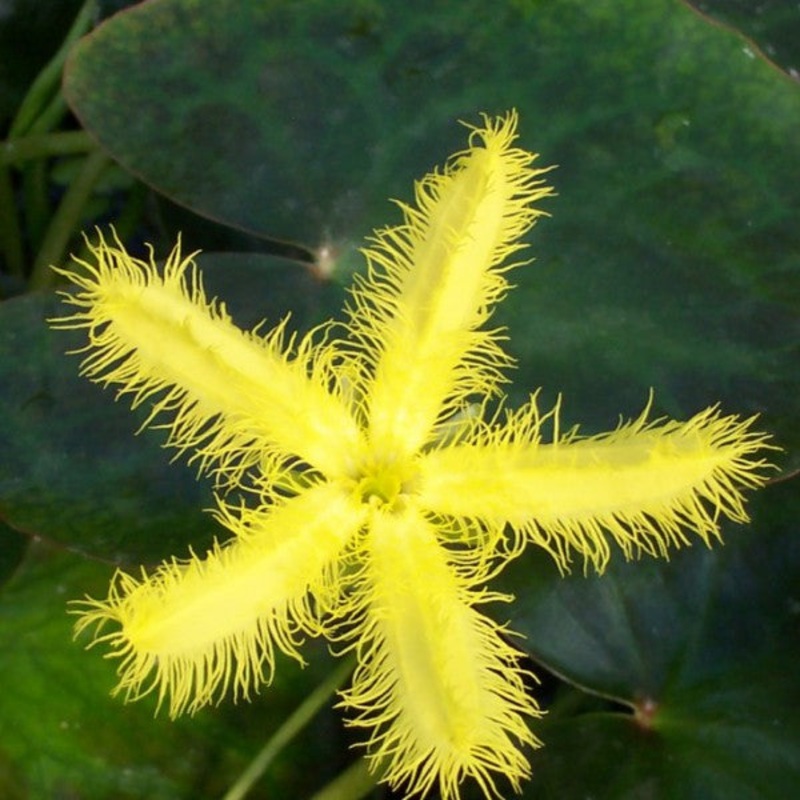 Yellow Snowflake  Nymphoides geminata (Pre-Order)