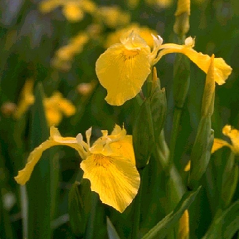 Yellow Water Iris  Iris pseudacorus (Pre-Order)
