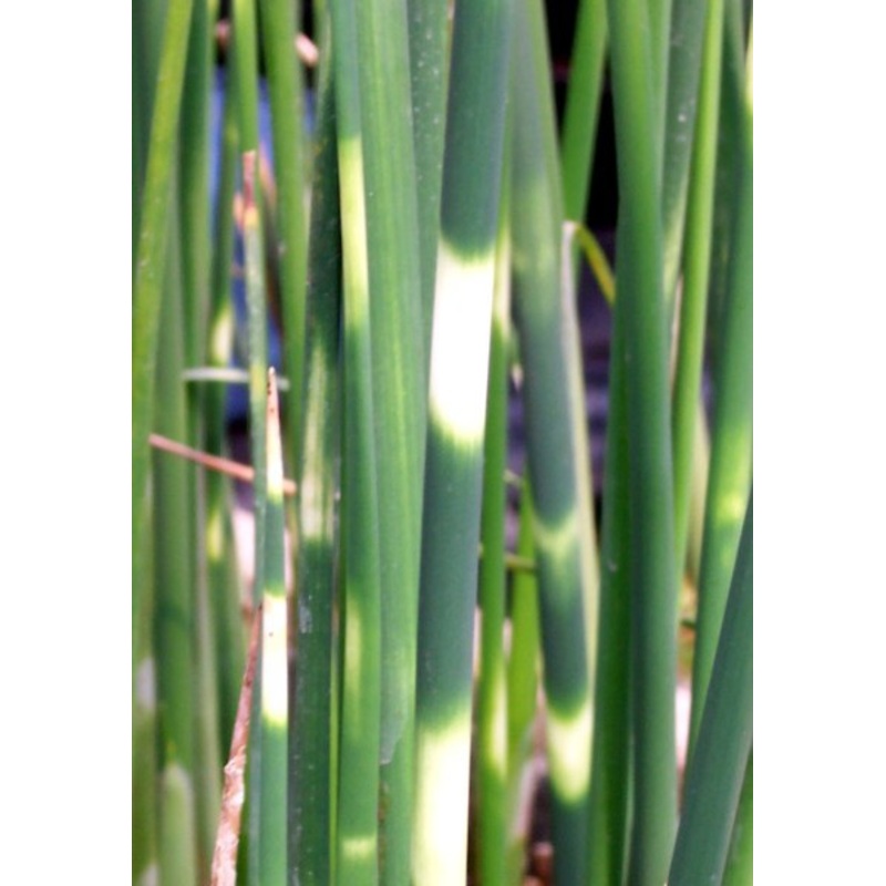Zebra Rush  Scirpus tabernaemontani zebrinus (Pre-Order)