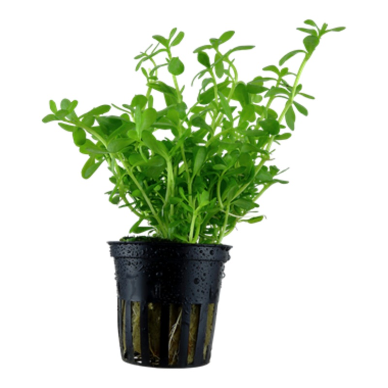Tropica Bacopa monnieri 'Compact' 044 A