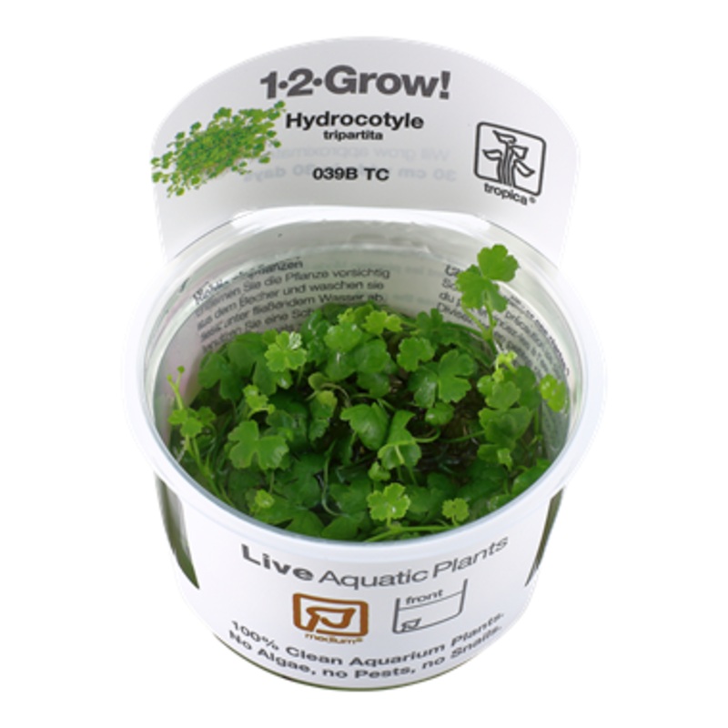 Tropica Hydrocotyle tripartita 039B TC
