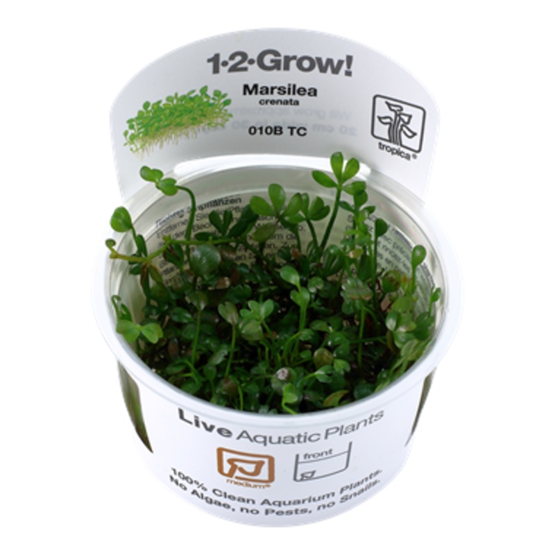 Tropica Marsilea crenata 010B TC