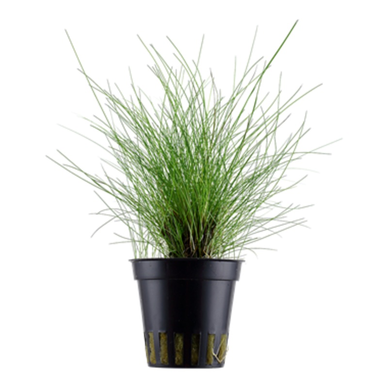 Tropica Eleocharis parvula 132 C