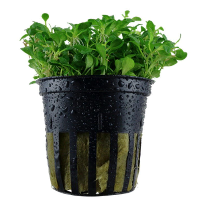 Tropica Glossostigma elatinoides 045 A