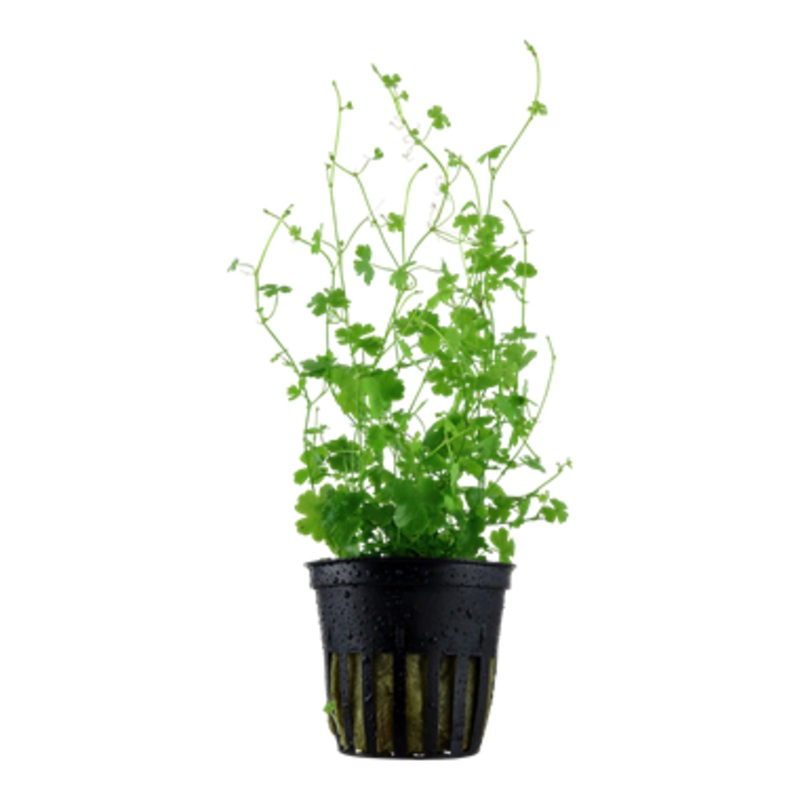 Tropica Hydrocotyle tripartita 039 B
