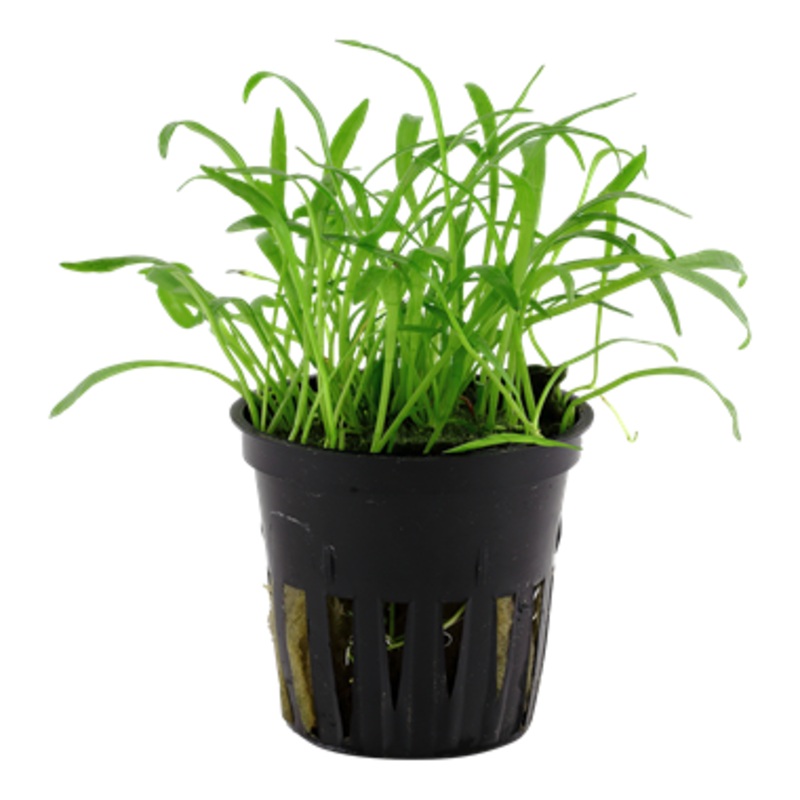 Tropica Lilaeopsis brasiliensis 040