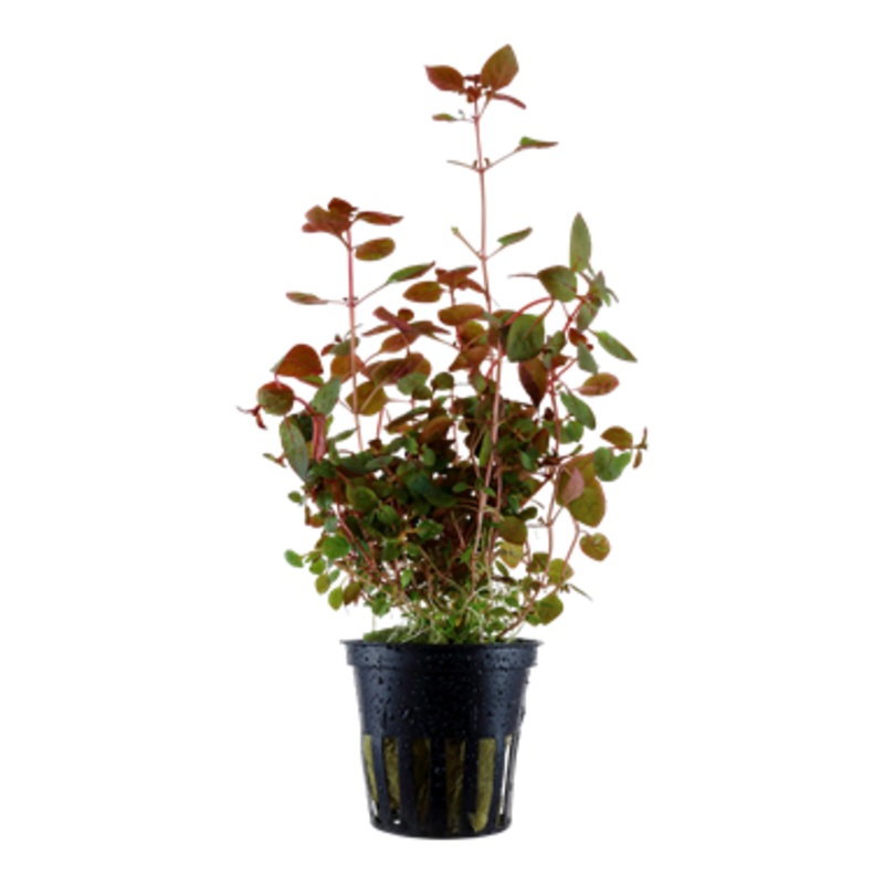 Tropica Ludwigia palustris 035 B