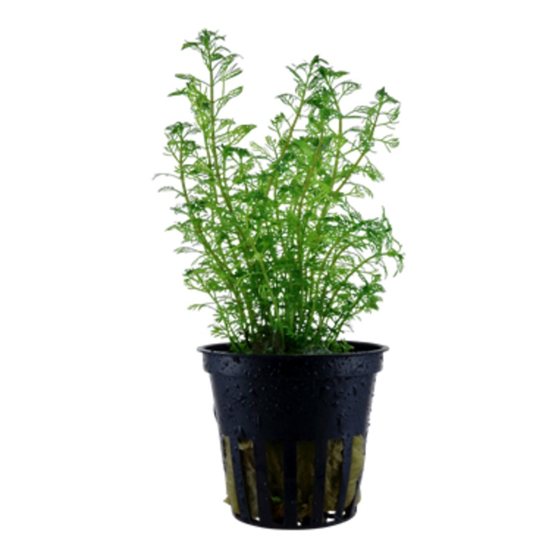 Tropica Myriophyllum mattogrossense 037