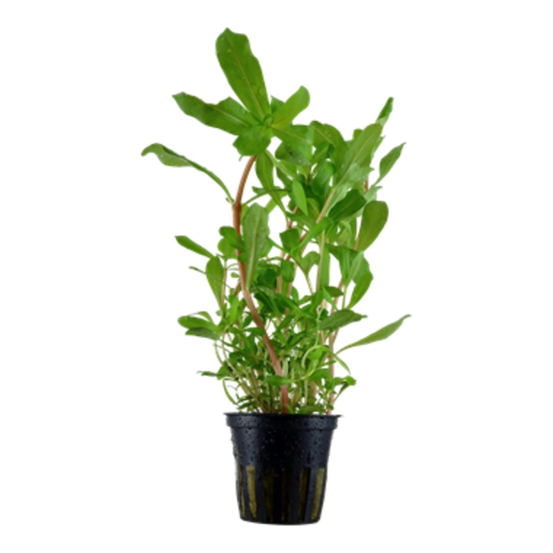 Tropica Nesaea crassicaulis 033 B