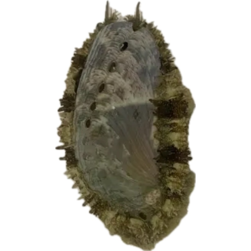 Abalone Snail (Haliotis asinina)