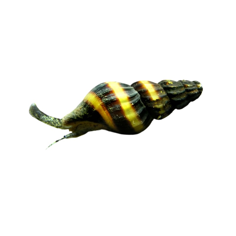 Assassin Snail