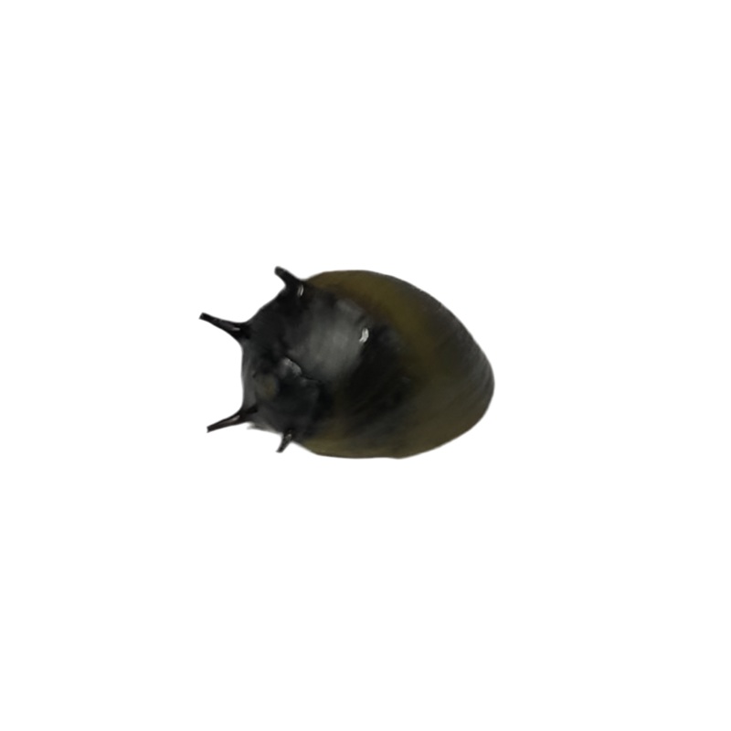 Black Horned Nerite Snail