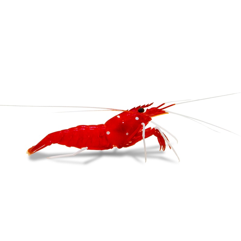 Blood Shrimp (Lysmata debelius) MD