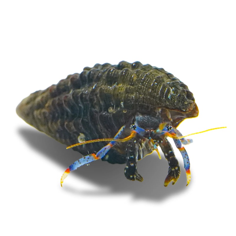 Blue Leg Hermit Crabs