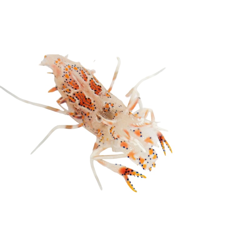 Bongo Shrimp (Phyllognathia ceratophthalma)