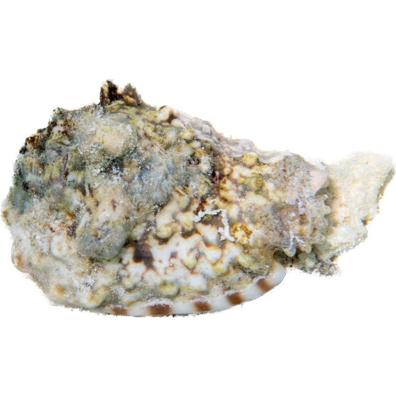 Butterfly Conch