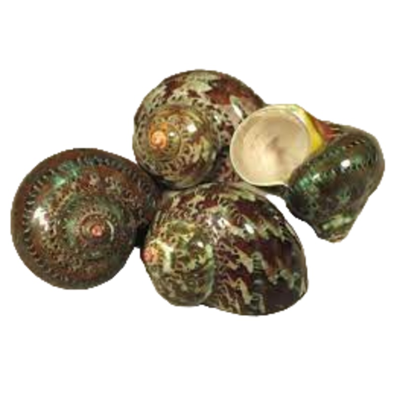 Cat's Eye Turbo Snail