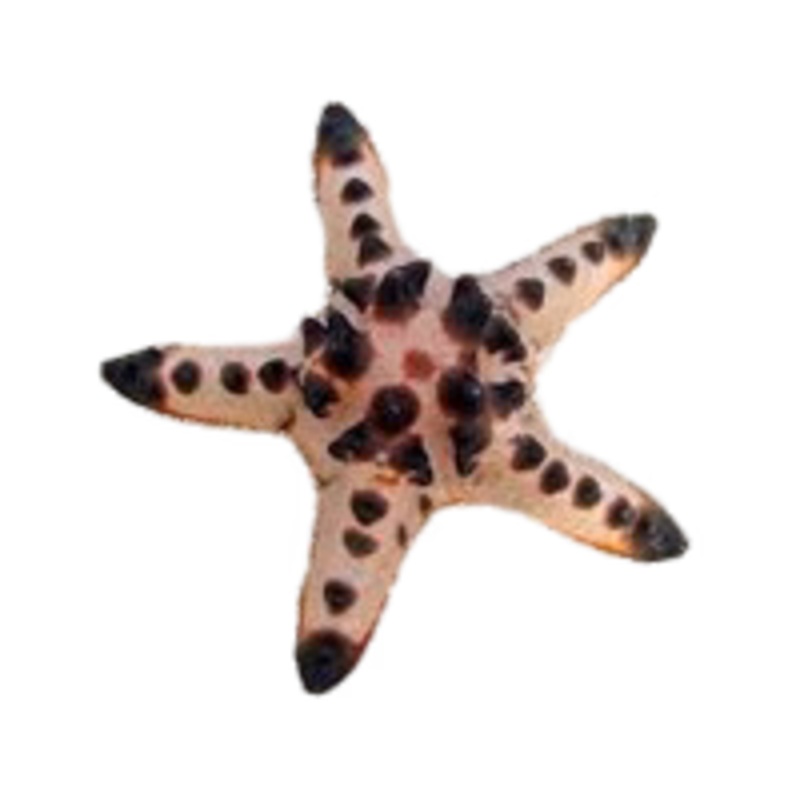 Chocolate Chip Sea Starfish M