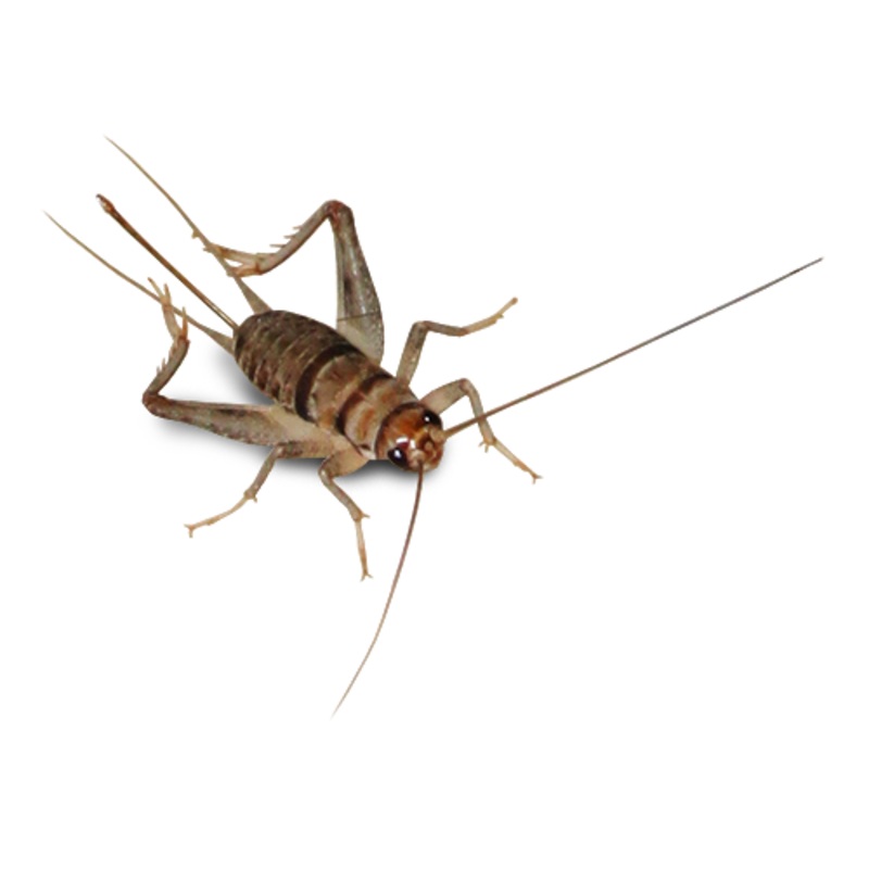 Crickets 3/4"- 1 Dozen