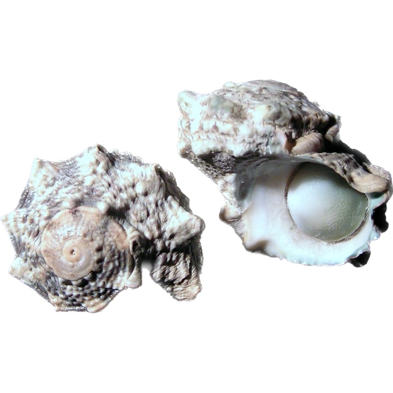 Crowned Turbo Snail (Lunella coronata)