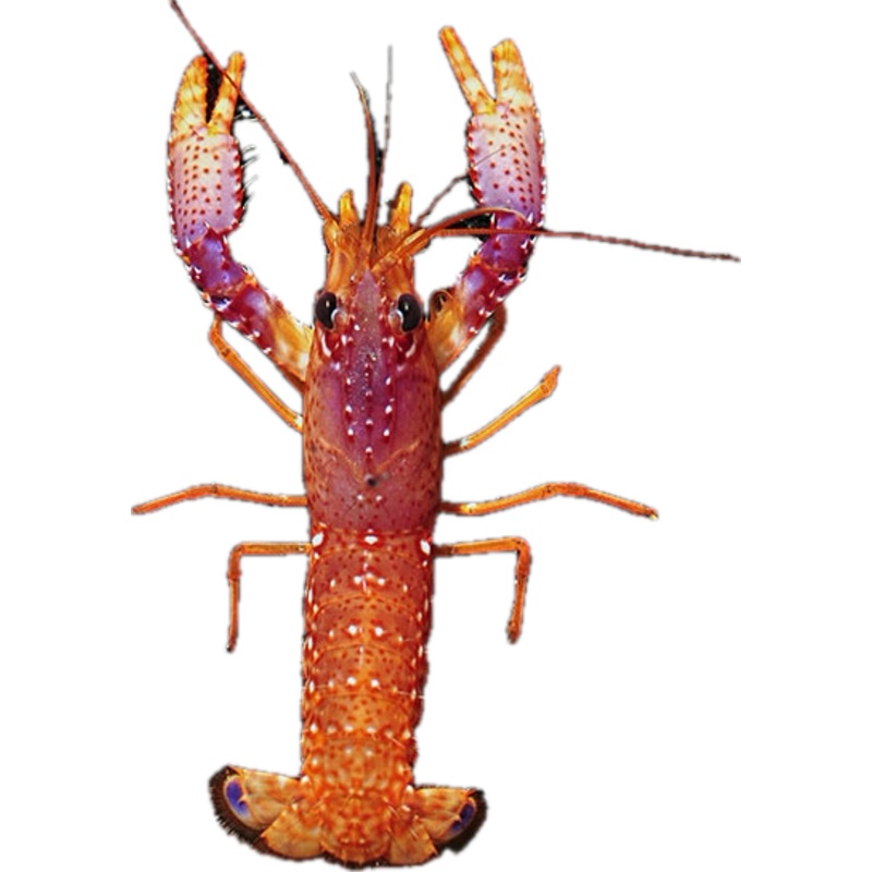Daum's Reef Lobster (Enoplometopus daumi)