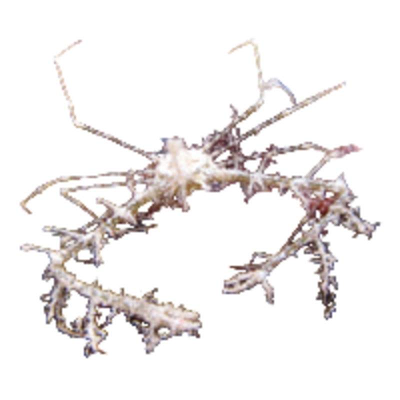 Decorator Frilly Arrow Crab (Metoporhaphis calcaratus)