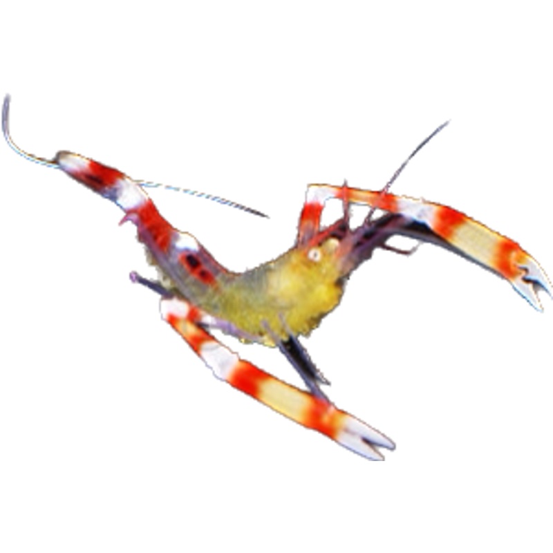 Dwarf Yellow body, Blue Leg CBS (Stenopus cyanoscelis)
