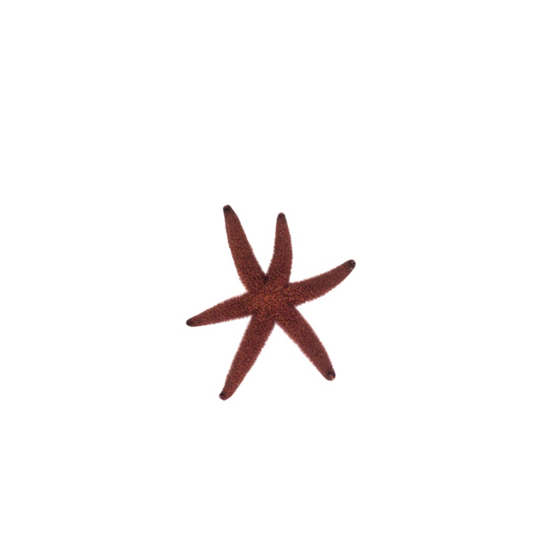 Echinaster Starfish