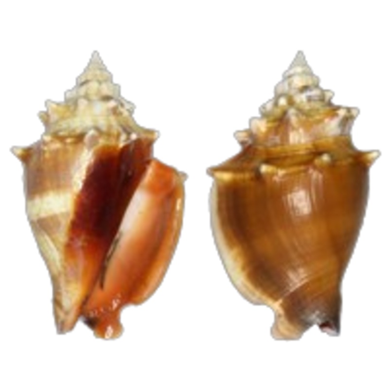 Fighting Conch